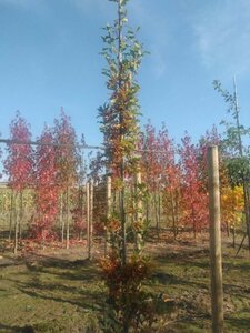 Quercus bimundorum 'Crimson Spire' 6-8 cm met kluit geveerd