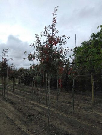 Quercus palustris 10-12 Hoogstam wortelgoed - afbeelding 1