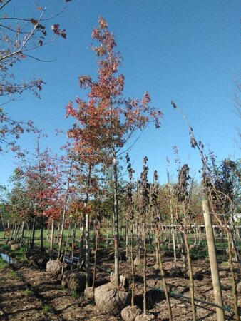 Quercus palustris 25-30 Hoogstam draadkluit 3 X verplant - afbeelding 3