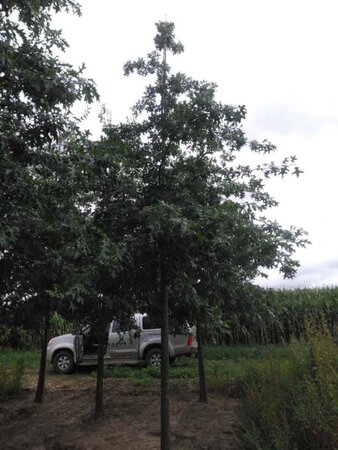 Quercus palustris 25-30 Hoogstam draadkluit 3 X verplant - afbeelding 1