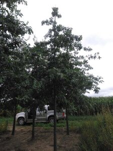 Quercus palustris 25-30 Hoogstam draadkluit 3 X verplant - afbeelding 1