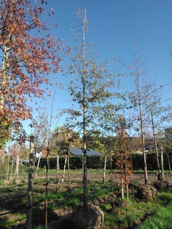 Quercus palustris 25-30 Hoogstam draadkluit 3 X verplant - afbeelding 2