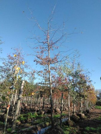 Quercus palustris 30-35 Hoogstam draadkluit 4 X verplant - afbeelding 2