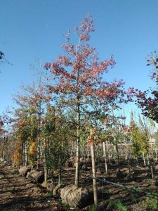 Quercus palustris 35-40 Hoogstam draadkluit 4 X verplant