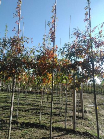 Quercus palustris 6-8 Hoogstam wortelgoed - afbeelding 3