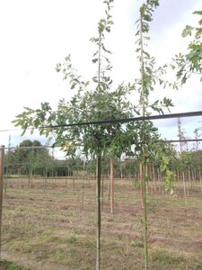 Quercus petraea 12-14 Hoogstam wortelgoed 2 X verplant