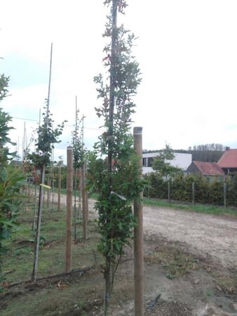 Quercus pal. Green Pillar 6-8 cm met kluit geveerd