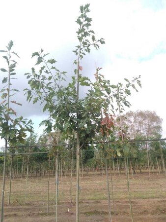 Quercus rubra 14-16 Hoogstam wortelgoed 2 X verplant