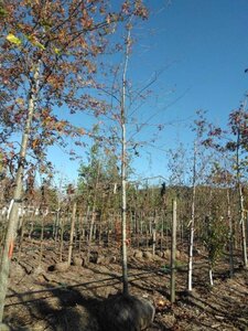 Quercus rubra 20-25 Hoogstam draadkluit 3 X verplant