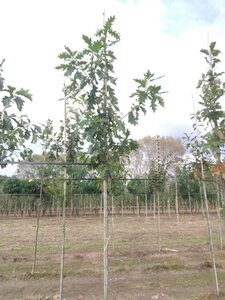 Quercus rubra 8-10 Hoogstam wortelgoed - afbeelding 5