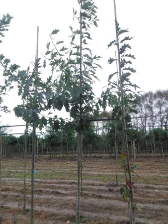 Quercus rubra 8-10 Hoogstam wortelgoed - afbeelding 6