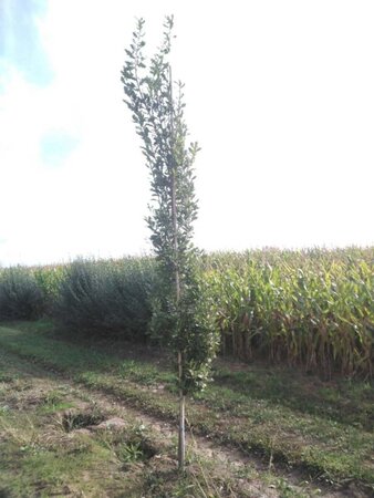 Quercus rob. 'Zeeland' 10-12 cm met kluit geveerd - afbeelding 1