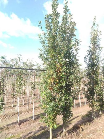 Quercus warei 'Regal Prince' = 'Long' 10-12 cm met kluit geveerd