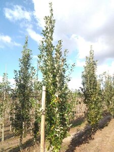 Quercus warei 'Regal Prince' = 'Long' 14-16 cm draadkluit geveerd 3 X verplant - afbeelding 1