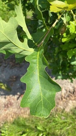 Quercus warei 'Regal Prince' = 'Long' 14-16 cm draadkluit geveerd 3 X verplant - afbeelding 4