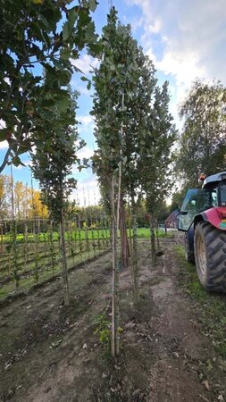 Quercus warei 'Regal Prince' = 'Long' 14-16 Hoogstam draadkluit 2 X verplant - afbeelding 1