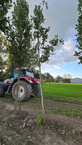 Quercus warei 'Regal Prince' = 'Long' 14-16 Hoogstam draadkluit 2 X verplant - afbeelding 2