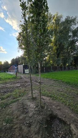 Quercus warei 'Regal Prince' = 'Long' 16-18 Hoogstam draadkluit 3 X verplant