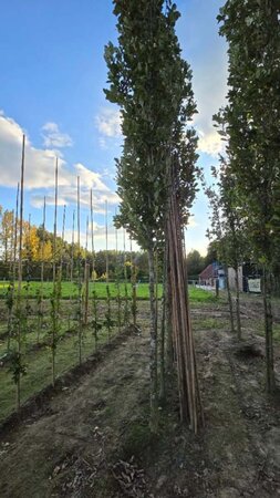 Quercus warei 'Regal Prince' = 'Long' 18-20 Hoogstam draadkluit 3 X verplant