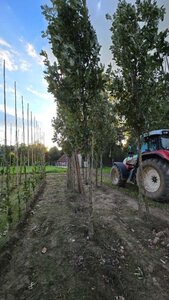 Quercus warei 'Regal Prince' = 'Long' 20-25 Hoogstam draadkluit 3 X verplant