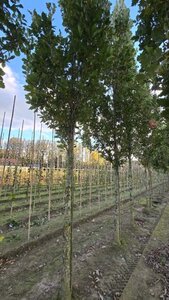 Quercus warei 'Regal Prince' = 'Long' 25-30 Hoogstam draadkluit 3 X verplant