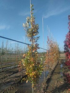 Quercus warei 'Regal Prince' = 'Long' 6-8 cm met kluit geveerd - afbeelding 2