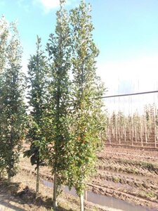 Quercus warei 'Regal Prince' = 'Long' 8-10 cm met kluit geveerd - afbeelding 1