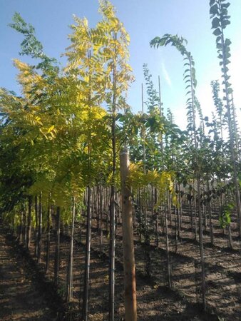 Robinia ps. 'Frisia' 6-8 Hoogstam wortelgoed