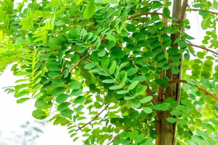 Robinia pseudoacacia 14-16 Hoogstam wortelgoed 2 X verplant - afbeelding 2