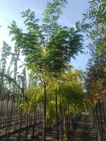 Robinia pseudoacacia 14-16 Hoogstam wortelgoed 2 X verplant - afbeelding 1