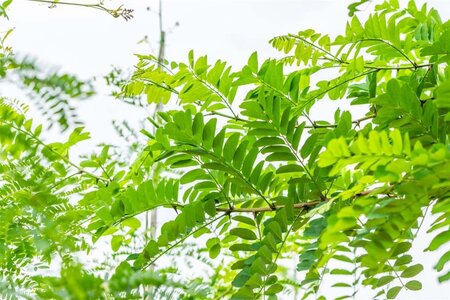 Robinia pseudoacacia 14-16 Hoogstam wortelgoed 2 X verplant - afbeelding 3