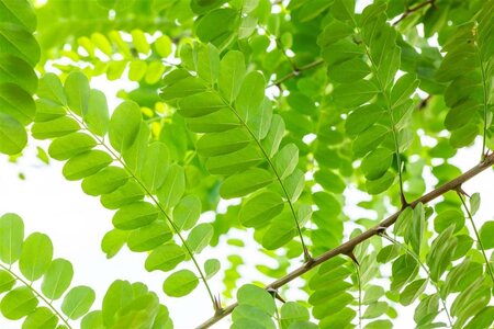 Robinia pseudoacacia 14-16 Hoogstam wortelgoed 2 X verplant - afbeelding 4