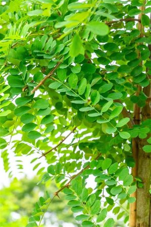 Robinia pseudoacacia 14-16 Hoogstam wortelgoed 2 X verplant - afbeelding 5