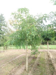 Robinia pseudoacacia 18-20 Hoogstam draadkluit 3 X verplant - afbeelding 1