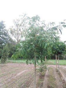 Robinia pseudoacacia 18-20 Hoogstam draadkluit 3 X verplant - afbeelding 2