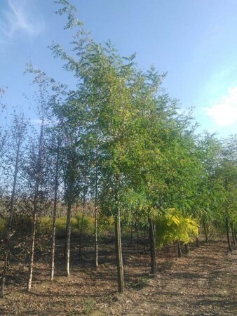 Robinia pseudoacacia 25-30 Hoogstam draadkluit 3 X verplant - afbeelding 2