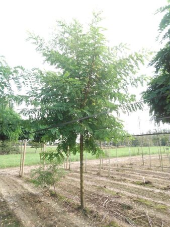 Robinia pseudoacacia 25-30 Hoogstam draadkluit 3 X verplant - afbeelding 1