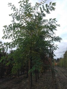 Robinia pseudoacacia 25-30 Hoogstam draadkluit 3 X verplant - afbeelding 3