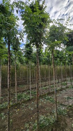 Robinia ps. 'Umbraculifera' 10-12 Hoogstam wortelgoed