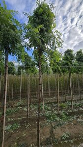 Robinia ps. 'Umbraculifera' 12-14 Hoogstam wortelgoed 2 X verplant - afbeelding 3