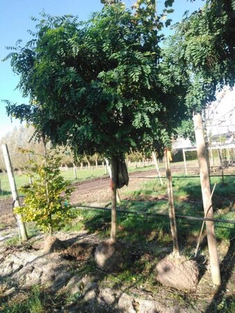 Robinia ps. 'Umbraculifera' 25-30 Halfstam draadkluit