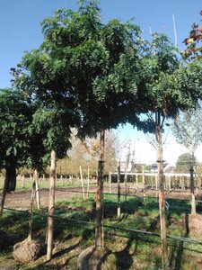 Robinia ps. 'Umbraculifera' 25-30 Hoogstam draadkluit 3 X verplant