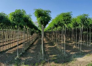 Robinia ps. 'Umbraculifera' 8-10 Hoogstam wortelgoed - afbeelding 2