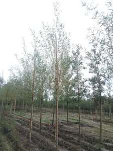 Salix alba 'Chermesina' 10-12 Hoogstam wortelgoed - afbeelding 1