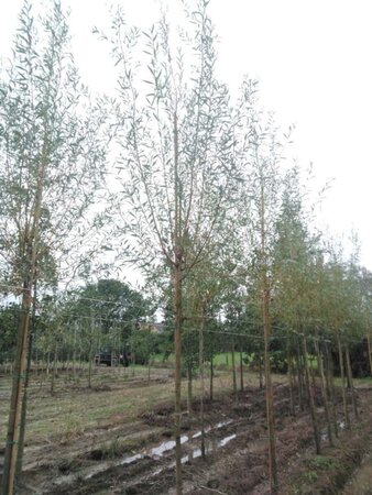 Salix alba 'Chermesina' 12-14 Hoogstam wortelgoed 2 X verplant - afbeelding 1