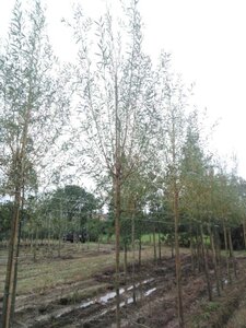 Salix alba 'Chermesina' 12-14 Hoogstam wortelgoed 2 X verplant - afbeelding 1