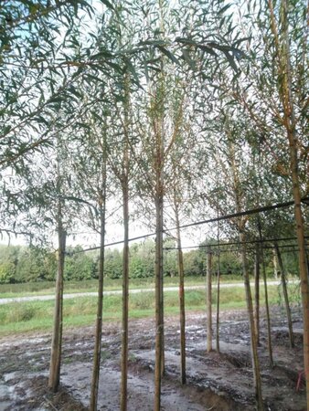 Salix alba 'Chermesina' 12-14 Hoogstam wortelgoed 2 X verplant - afbeelding 2