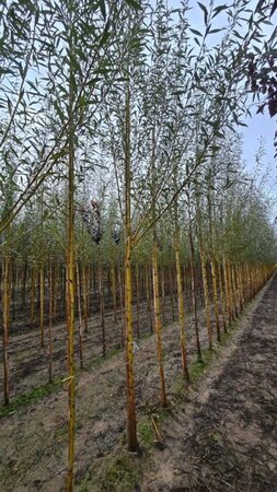 Salix alba 'Chermesina' 12-14 Hoogstam wortelgoed 2 X verplant - afbeelding 3