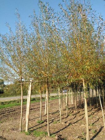 Salix alba 'Chermesina' 16-18 Hoogstam draadkluit 3 X verplant - afbeelding 3