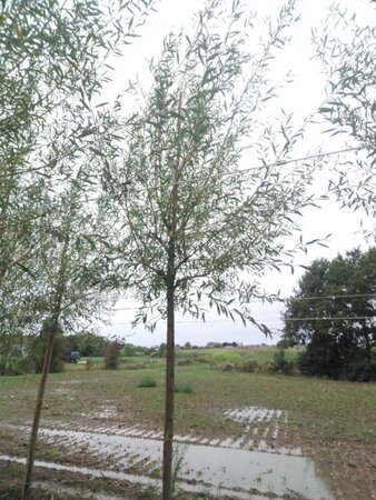 Salix alba 'Chermesina' 16-18 Hoogstam draadkluit 3 X verplant - afbeelding 2